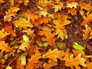Leaf Clean Up For Your Yard | Mansell Landscape 