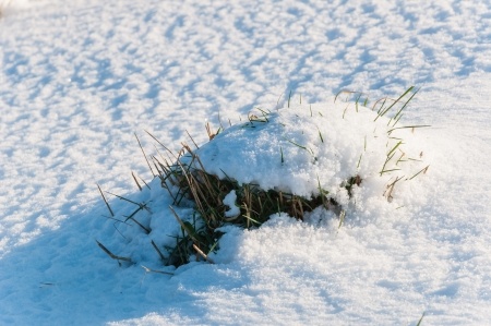 Protect your lawn from the winter cold