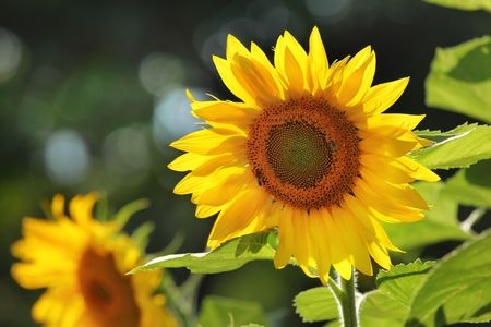 sunflower | summer landscape