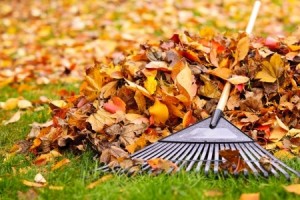 raking leaves | Mansell Landscape Management