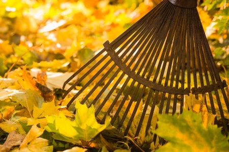 Leaf Clean Up | Mansell Landscape Management