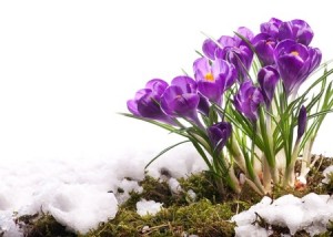 Winter Landscaping Tips for Spring