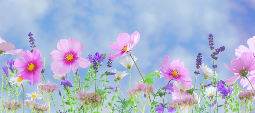 Spring Flower | Mansell Landscape