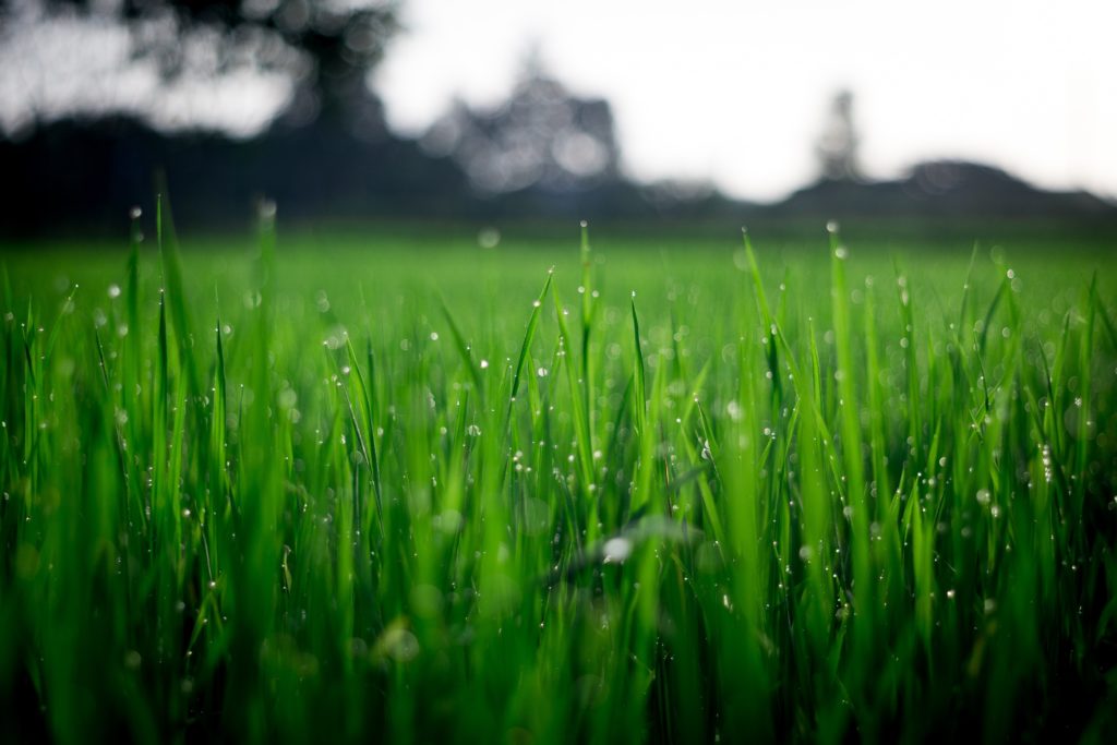Summer Lawn Care Green Grass | Mansell Landscape Management