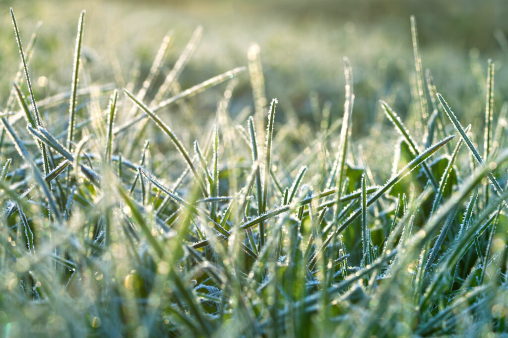 Caring For Your Lawn In Winter | Mansell Landscape Management