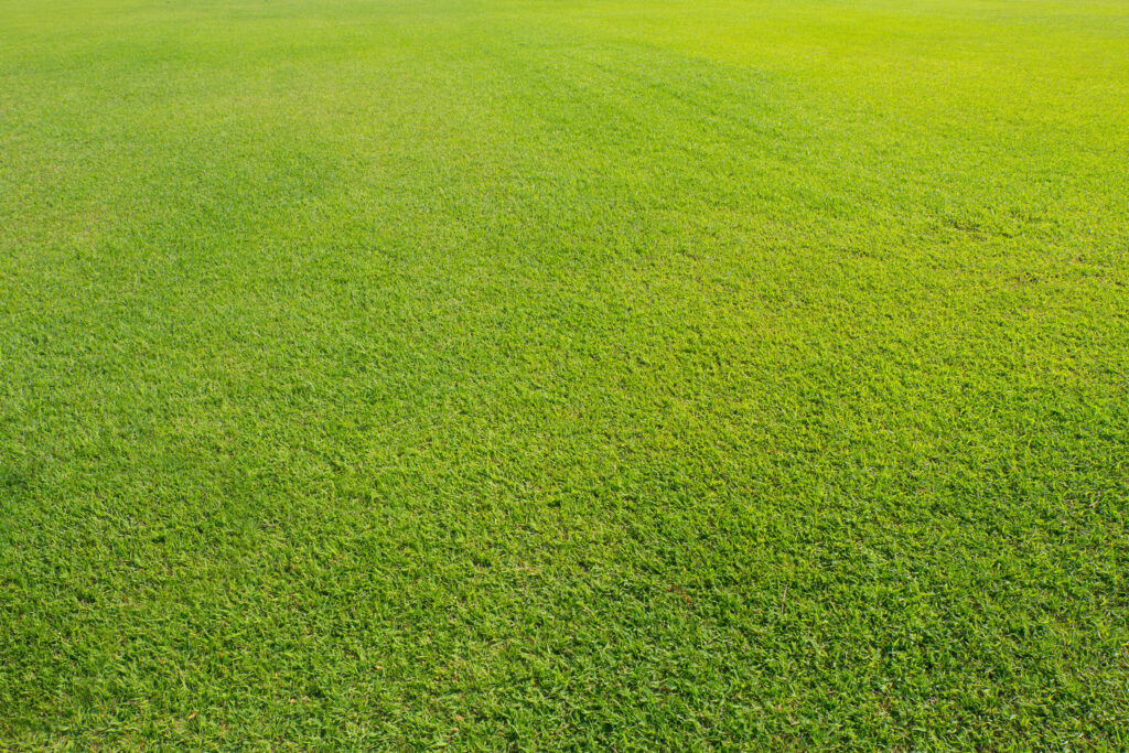 Keep A Clean Lawn In Winter | Mansell Landscape Management 