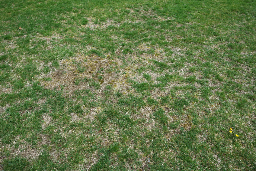 Disease & Fungus In Grass | Mansell Landscape Management 