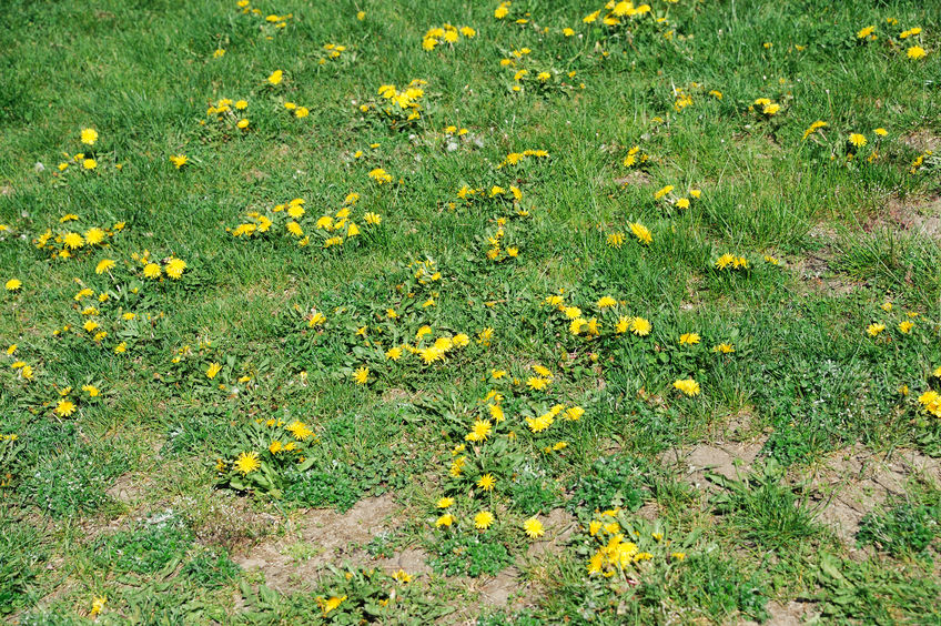 Weeds In Lawn | Mansell Landscape Management 