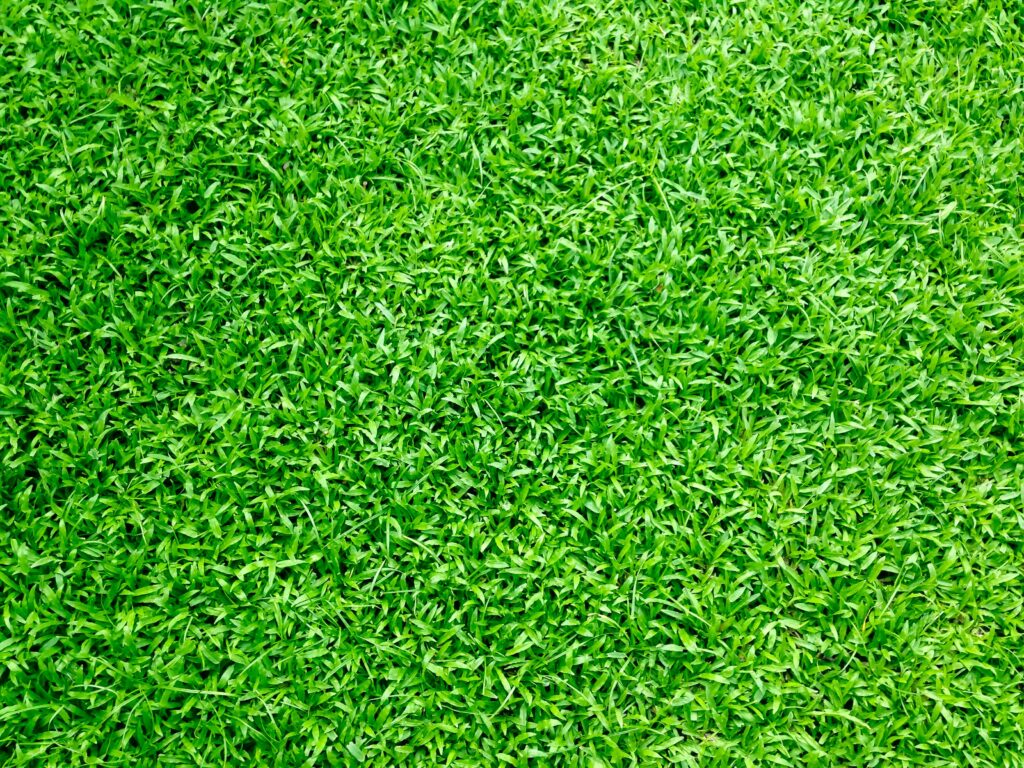 Trimmed Grass Yard | Mansell Landscape Management 