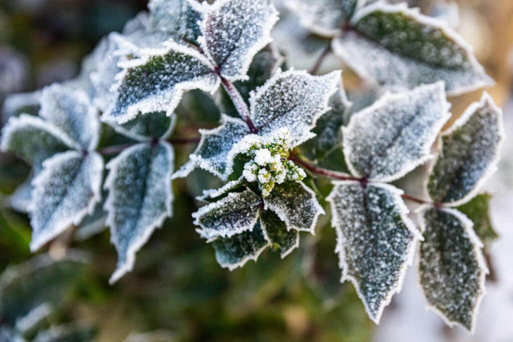 Protect Your Plants From Frost | Mansell Landscape
