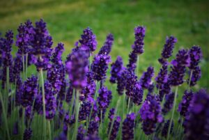 Lavender Plant | Mansell Landscape