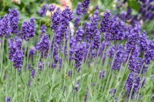 Lavender Flower | Mansell Landscape