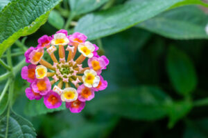 Lantana Summer Flower | Mansell Landscape