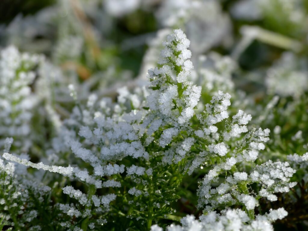 How To Protect Plants In Winter | Mansell Landscape