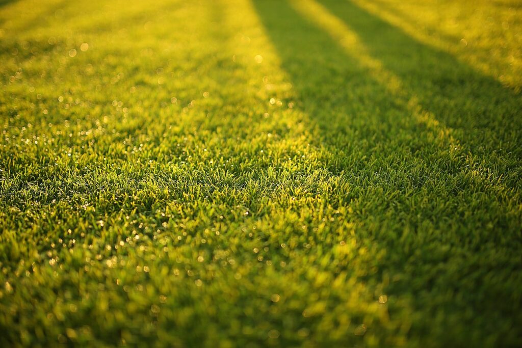 Lawn Care Tips For Spring | Mansell Landscape