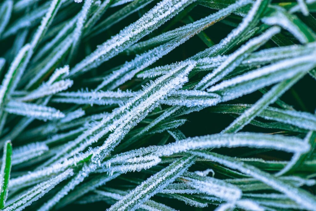 Protecting Plants From Frost | Mansell Landscape